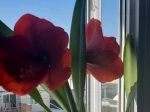 La premi�re fleur apr�s 7 ans