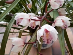 Mon cymbidium. Increvable. Il a une vingtaine  d'ann�es !