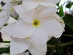 Frangipanier pudique ou Bouquet de mariée (Plumeria pudica) : la fleur-
