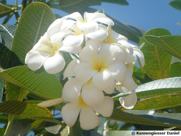 Frangipanier blanc, Fleur des temples, Plumeria alba : planter, cultiver,  multiplier