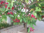 Frangipanier commun ou F. rouge (Plumeria rubra) � fleurs rouges (Plumeria) : Aspect de l'arbre en fleurs
