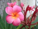 Le frangipanier rouge (plumeria rubra) peut offrir toute une palette de couleurs de fleurs et m�me des fleurs bicolores 