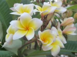 Le frangipanier rouge (plumeria rubra) peut offrir toute une palette de couleurs de fleurs et m�me des fleurs bicolores Jaune et blanc