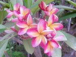 Le frangipanier rouge (plumeria rubra) peut offrir toute une palette de couleurs de fleurs et m�me des fleurs bicolores  Rose et jaune
