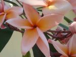 Le frangipanier rouge (plumeria rubra) peut offrir toute une palette de couleurs de fleurs et même des fleurs bicolores  Rose et saumon