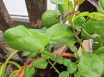 Combava (Citrus hystrix) -Feuilles et fruits- (La feuille en 2 parties est composée de la feuille proprement dite au sommet et au-dessous de laquelle sont les "ailes" ou stipules très développées du pétiole.