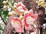 Arbre Boulet de canon (Couroupita guianensis) -Tronc et fleurs- Les fleurs �closent en grappe l'une apr�s l'autre ce qui donne � l'arbre l'apparence d'une floraison surabondante 