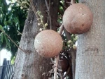 Arbre Boulet de canon (Couroupita guianensis) - Tronc et fruits- Les fruits (les "boulets"), non comestibles, peuvent avoir pr�s de 50 cm de diam�tre et peser pr�s de 5 kg. Ne laisser pas votre v�hicule au-dessous car ils tombent � l'improviste apr�s maturit�.