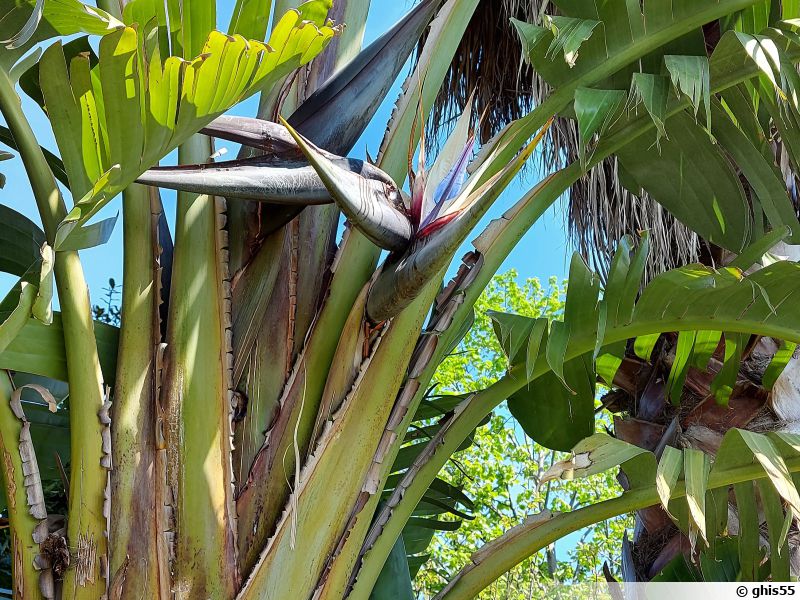 Oiseau Du Paradis Blanc Strelitzia Nicolai Planter Cultiver Multiplier 