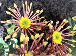 Chrysanthème de jardin (Chrysanthemum hortorum) : belle invention horticole 