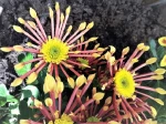 Chrysanth�me de jardin (Chrysanthemum hortorum) : belle invention horticole 