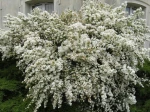 Spir�e  de Vanhoutte (Spiraea x vanhouttei) au printemps
