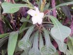 Frangipanier pudique (Plumeria pudica) : Outre la beaut des fleurs, il faut aussi s'tonner de l'originalit des feuilles due  leur forme ressemblant  une massue stylise