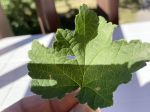 Feuilles
