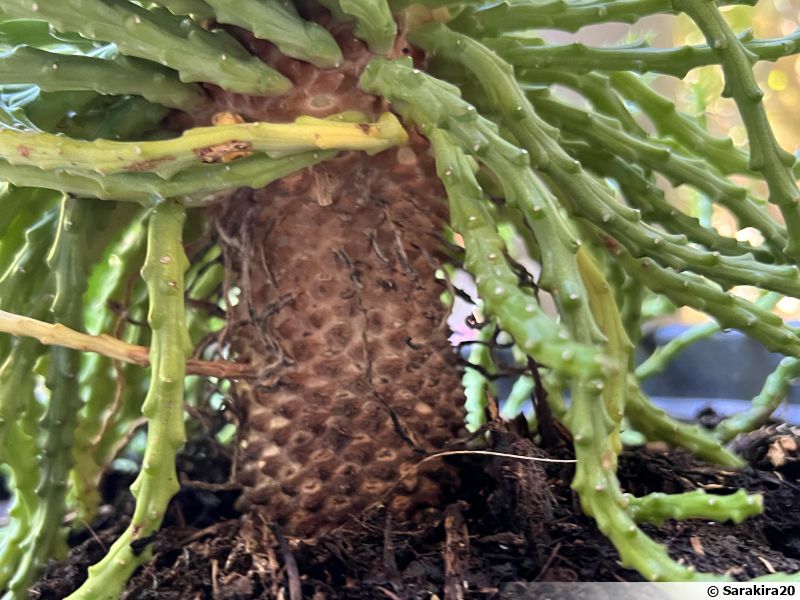 Produktbild von Euphorbia Caput-medusae - Pflanzengroßhandel