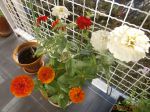 j'ai planté des grains de zinia , et j'ai un superbe pot où elles fleurissent encore,mais leurs feuiles sont abimées. Puis je savoir pourquoi?