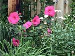 Il a été planté ce printemps