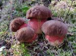 Bolets pied rouge quintuples Bolets pied rouge quintuples