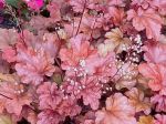 Heuchre (Heuchera) var. Coral bells 