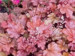 Heuch�re (Heuchera) var. Coral bells 