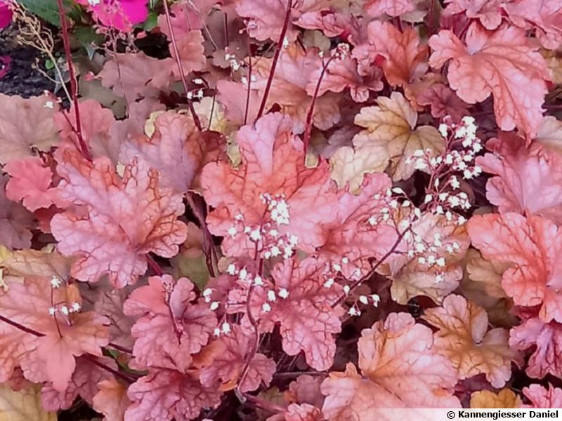 Heuchère Désespoir Du Peintre - Vivace Décorative