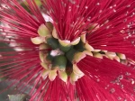 Callistemon � la R�union