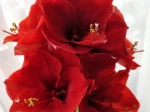 Bonjour, je suis ravie ! Mon amaryllis m'a donn� 9 fleurs sur deux tiges (1 seul bouton � No�l ) et d'autres arrivent sur la troisi�me tige qui pousse � vue d'il . Sublime couleur ! Quelle beaut� 