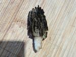 Trouvé au pied d'un laurier cerise Trouvé au pied d'un laurier cerise