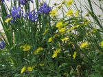 PHOTO Prise dans MON JARDIN, le 20 avril 2020. Ces jolies fleurs de printemps, ont été données par ma mère à mon épouse, et elles nous ont toujours suivi, depuis 1960, malgré les déménagements successifs.