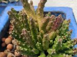 Orbea Variegata étoile de mer
