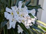 Fleurs du palmier de Madagascar