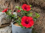 Fleurs d'hibiscus rosa sinensis