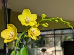 Fleurs jaunes d'un mini Phalaenopsis 
