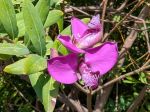 Encore quelques fleurs dans le polygala en novembre