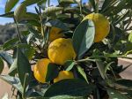 Des clémentines sanguines mûrissant en novembre