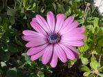 Encore quelques fleurs en novembre 