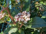 Laurier tin en fleurs en novembre 