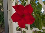 Dipladenia encore en fleurs en extérieur dans le Var en novembre