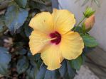 En novembre, hibiscus en fleurs a l'extrieur dans le Var 