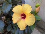En novembre, hibiscus en fleurs a l'ext�rieur dans le Var 