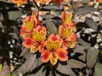 Alstroemere dans un massif extérieur