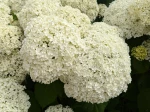 Fleurs de l'hortensia Annabelle