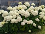 Hortensia Annabelle