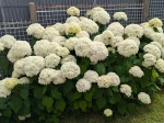 Hortensia Annabelle 