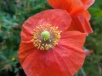 Fleur de coquelicot