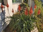 Alo arborescent en fleurs en dcembre 