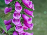 Fleurs de la digitale pourpre