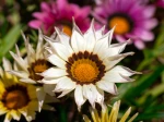 Gazania en fleurs 