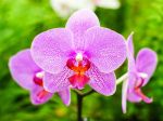 Fleur de Phalaenopsis 