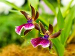 Fleurs de Zygopetalum
